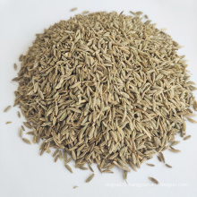 High Quality Nature Cumin Seeds Wholesale